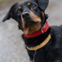 Mila, suczka do adopcji