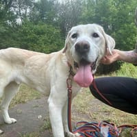 Kaj, pies do adopcji