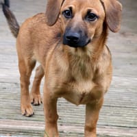 ZIRA 💝 zauberhafte Welpe!, Hündin zur Adoption