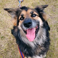 Kofi, pies do adopcji