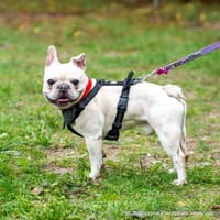 Kokos, pies do adopcji
