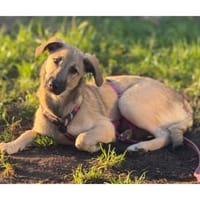 Raya - wartet in 53757 Sankt Augustin, Hündin zur Adoption