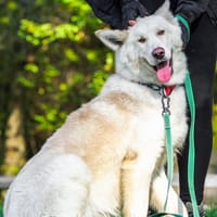 Albi, pies do adopcji