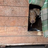 Lewko, pies do adopcji