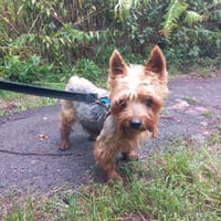 Cukier, pies do adopcji