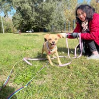 Whisky, suczka do adopcji