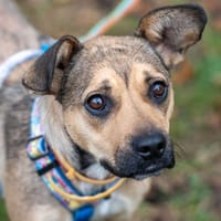 Mia, suczka do adopcji