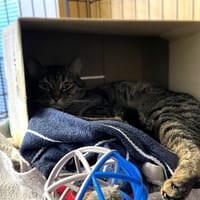 Puszek, kot do adopcji