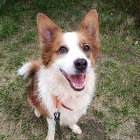 Aslan, pies do adopcji
