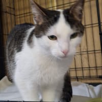 Elsa, kotka do adopcji