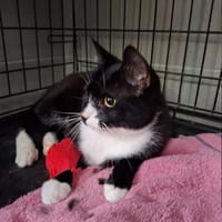 Bugs, kot do adopcji