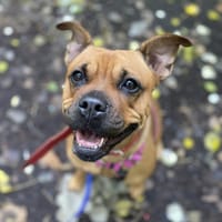 Izzy, suczka do adopcji