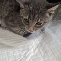 Plamka, kotka do adopcji