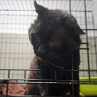 Hiko, kot do adopcji