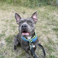 Bibi, suczka do adopcji