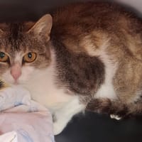 Bogusia, kotka do adopcji