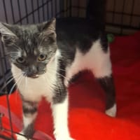 Zendaya, kotka do adopcji