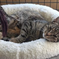 Thom, kot do adopcji