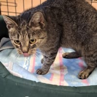 Apolinka, kotka do adopcji