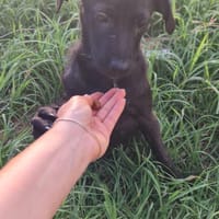 LUCIUS  💚💚💚 hat sonnigen Charakter, Hund zur Adoption