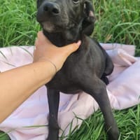 Scorpius  ist ein kleines Hundekind, Hund zur Adoption