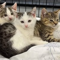 Bąbelcia, kotka do adopcji