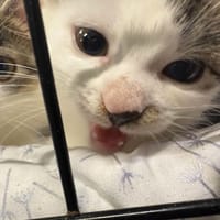 Baluś, kot do adopcji