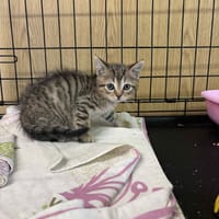 Kimbo, kot do adopcji