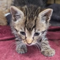 Puszek, kot do adopcji