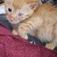 Okruszek, kot do adopcji