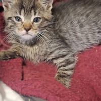 Ocelot, kot do adopcji