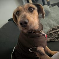 Ludwigsucht eine liebe Familie❤, Hund zur Adoption
