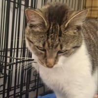 Berlinka, kotka do adopcji