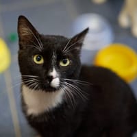 Donat, kot do adopcji