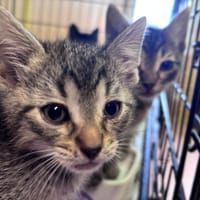 Alma, kotka do adopcji