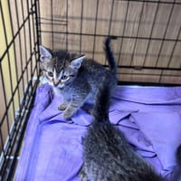 Alisa, kotka do adopcji
