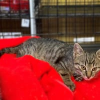 Orzysz, kot do adopcji