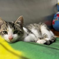 Promyk, kot do adopcji