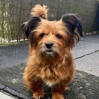 Verschmuste Pomba, Hündin zur Adoption