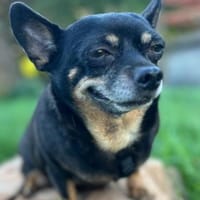 Fibi° in 67281 Kirchheim, Hündin zur Adoption