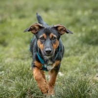 Möchten Sie Pralino bei sich aufnehmen?, Hund zur Adoption