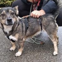 Calina 33 cm (Pflegestelle), Hündin zur Adoption