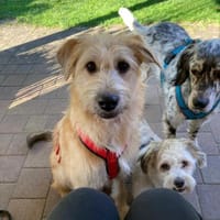 Nirveli wartet in 93086 Wörth, Hündin zur Adoption
