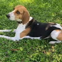 NICOLETTA - eine tolle Begleitung, Hündin zur Adoption