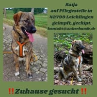 Die liebe 💕Raija 💕sucht ihre Menschen, Hündin zur Adoption