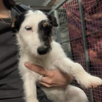 STELLA, chienne à adopter