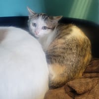 PIKACHU, chatte à adopter