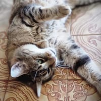 Speedy, chatte à adopter