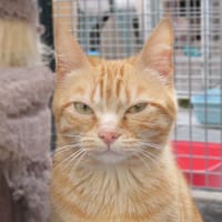 SAVANA, chatte à adopter