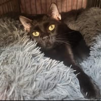 Moon, chat à adopter
